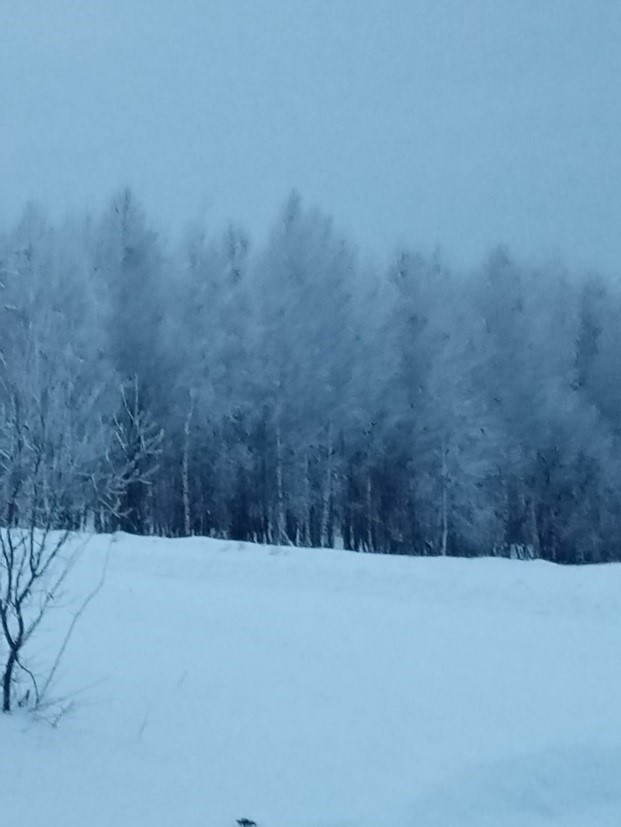 «Приключения в зимнем лесу».
